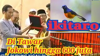 Download lagu Ikitaro Burung Murai yang di Tawari Jokowi 600 juta,Metro Hari ini. mp3