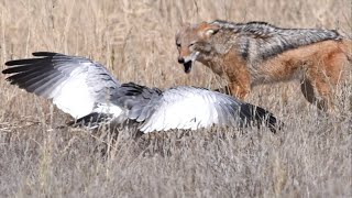 Goshawk Irritating a Jackal Busy Digging For Rodents | Kgalagadi