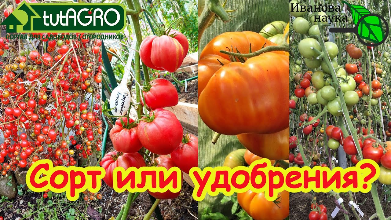🍅 Сорт ИЛИ Химия – Что Дает Урожай Томату? Битва за Идеальный Томат! Сорт? Уд