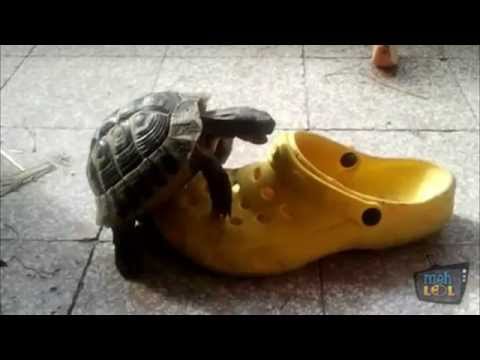 Turtles vs Shoes Compilation