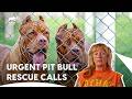 Drama At Villalobos Rescue Center Pit Bulls Parolees S7E10 5 1 Animal Planet