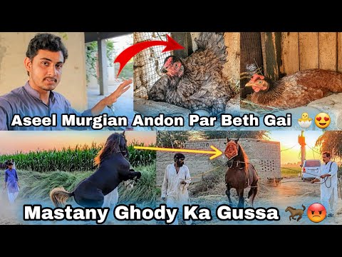 Aseel Murgian Ando Par Beth Gai 🐔🐣 || Mastany Ghordy Ka Gussa 🐴😳