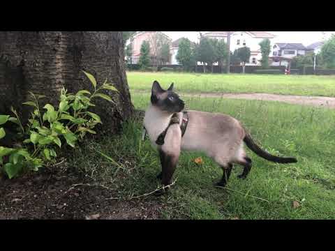 Today's Siamese Cats 7 // Take a walk in the park (summer)🐾
