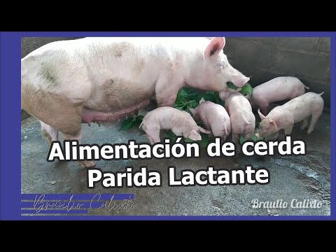, title : 'Alimentación de Cerda Parida LACTANTE / QUE CANTIDAD DE ALIMENTO Y QUE ALIMENTO SUMINISTRAR?'