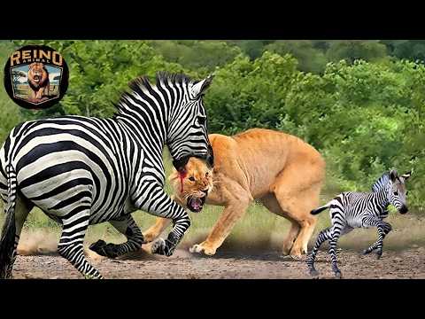 Masai Mara: The Battle for Wildlife Survival#wildanimals | Animal Kingdom