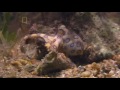 National Geographic Worlds Deadliest Animals Australia Wild Nature Life