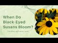 When Do Black-Eyed Susans Bloom?