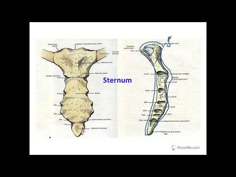 thoracic wall (Dr.Maha ELBeltagy)