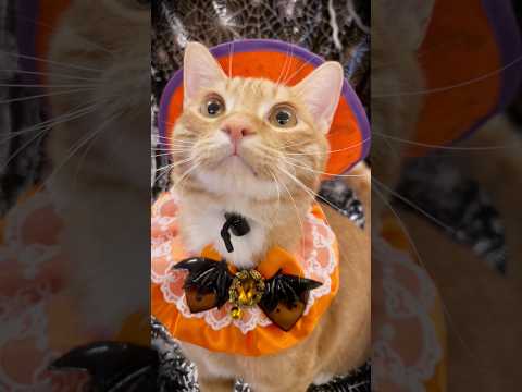 냥이들과 함께하는 해피 할로윈