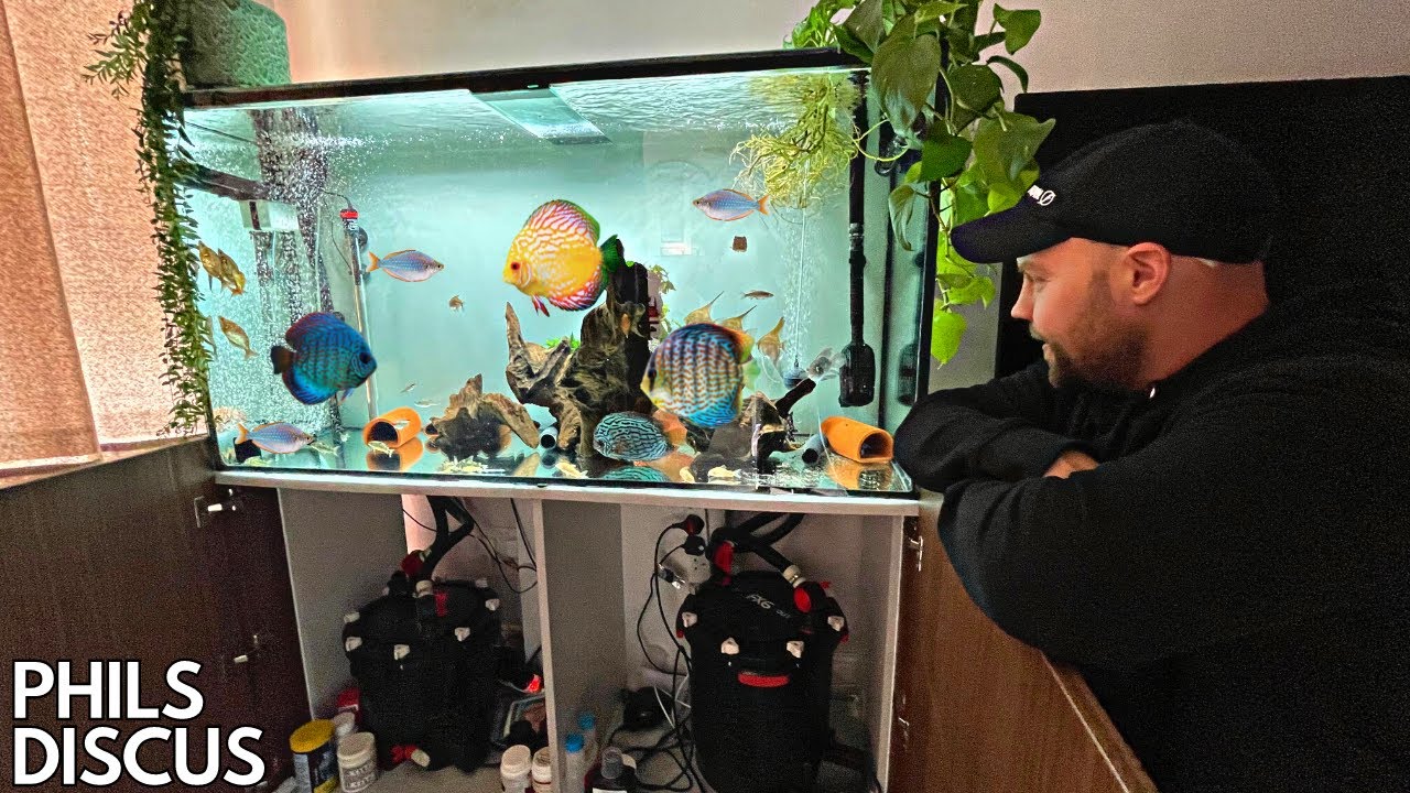 I VISIT PHILS DISCUS AND ZEBRA PLECO TANKS