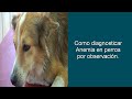 Síntomas que puede presentar un perro con anemia.