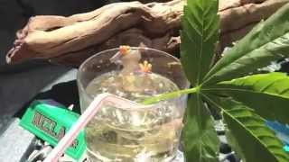 Smokin &amp; Drinkin - Danny Brown (Reptile Mix)