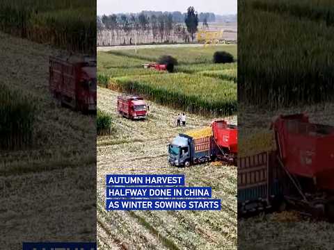 Autumn harvest halfway done in China as winter sowing starts
