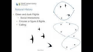 Black Swift Movement Ecology Webinar