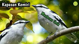 Download lagu Masteran!!! Suara Burung Kapasan Kemiri Gacoran . . . mp3 Download lagu Masteran!!! Suara Burung Kapasan Kemiri Gacoran . . . mp3