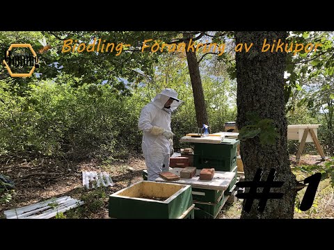 #1 Biodling - Förankring av kupor