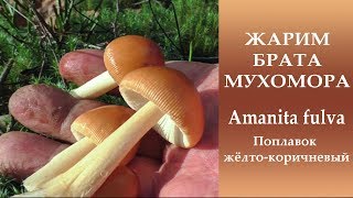 Мухоморы и съедобный поплавок