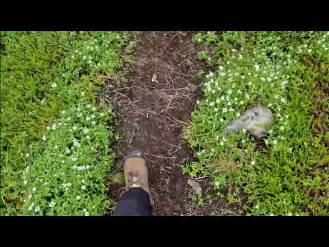 Kebnekaise runt juli 2022