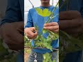 Grape Farming Techniques #satisfying #short