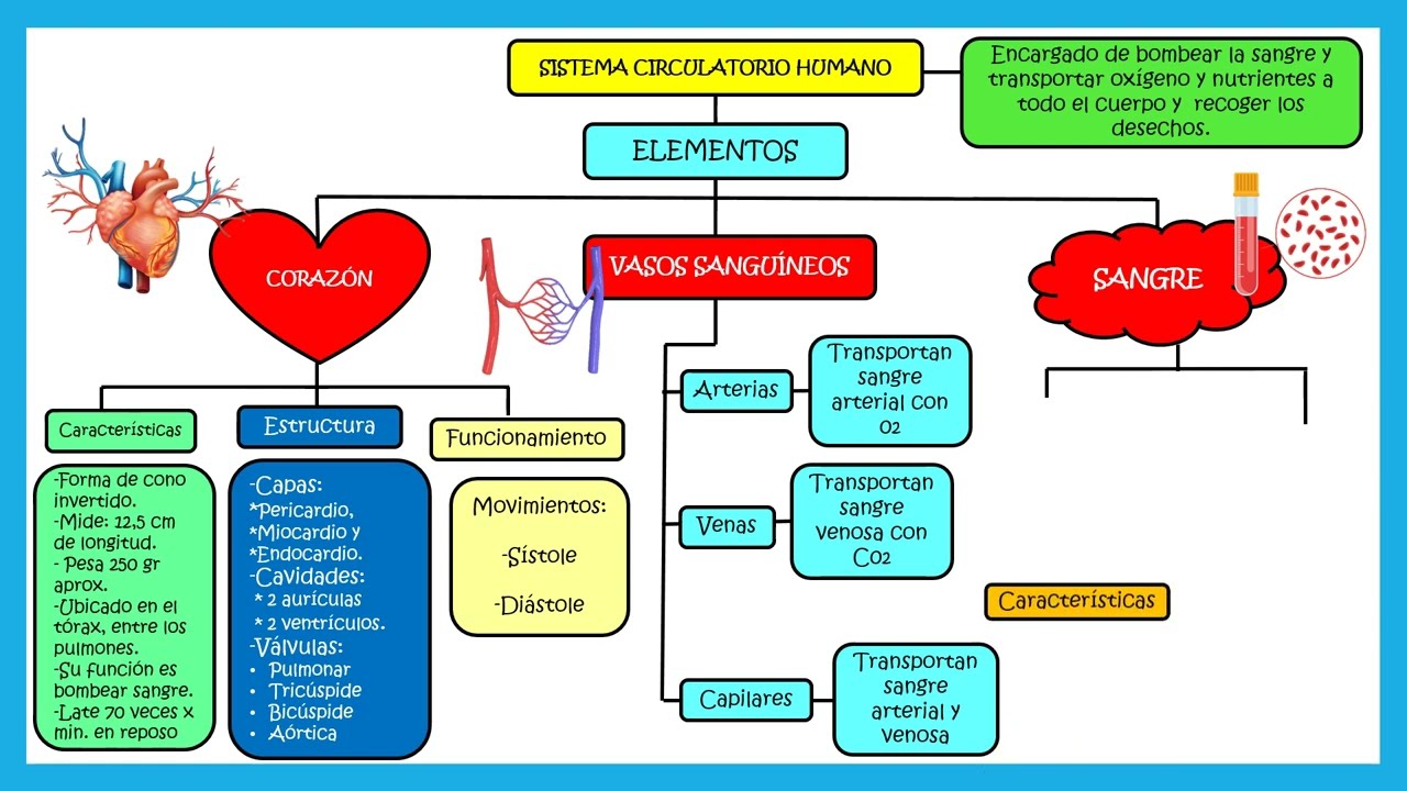 SISTEMA CIRCULATORIO - MAPA CONCEPTUAL