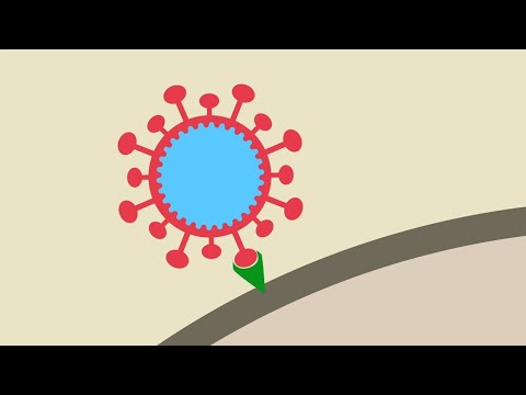 Spillover Diseases