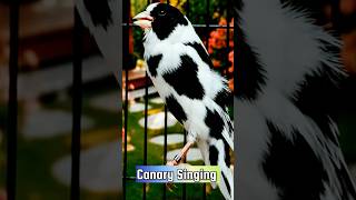 Download lagu Best Canary Training | Canary Singing #galerikenariindonesia #birdsinging #canary #kenari3in1 mp3 Download lagu Best Canary Training | Canary Singing #galerikenariindonesia #birdsinging #canary #kenari3in1 mp3