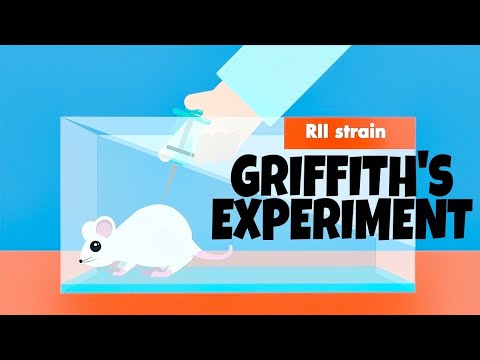 Griffith's Transformation Experiment (Animated) | Class 12 Biology | NEET 2021