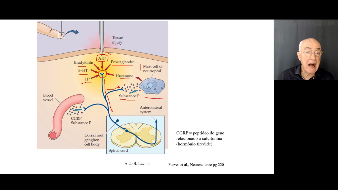 Nocicepção aula 1: Transdução dos Estímulos de Dor