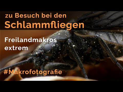 Zu Besuch bei den Schlammfliegen - Makrofotografie extrem - (Foto und Film)