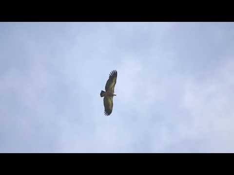 Eurasian Griffon Vulture (Gyps fulvus) - road Gudauri-Kazbegi near Jvari Pass (Georgia) 30-5-2014
