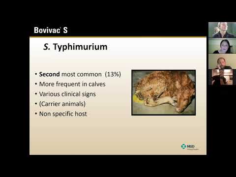 Salmonella in Cattle
