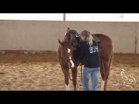 Colt Starting part 2 - Sarah Dawson