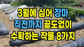 3월에 심으면 장마 직전까지 끝도없이 수확해 먹을 수 있는 작물 8가지