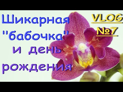 ШИКАРНАЯ орхидея "БАБОЧКА" из ЛЕРУА.Мой день рождения :) VLOG#7