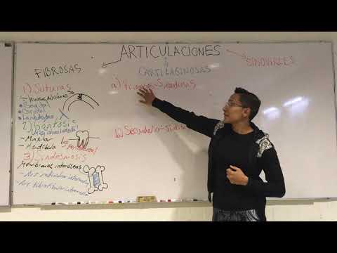 Articulaciones: generalidades y clasificación (fibrosas, cartilaginosas y sinoviales)