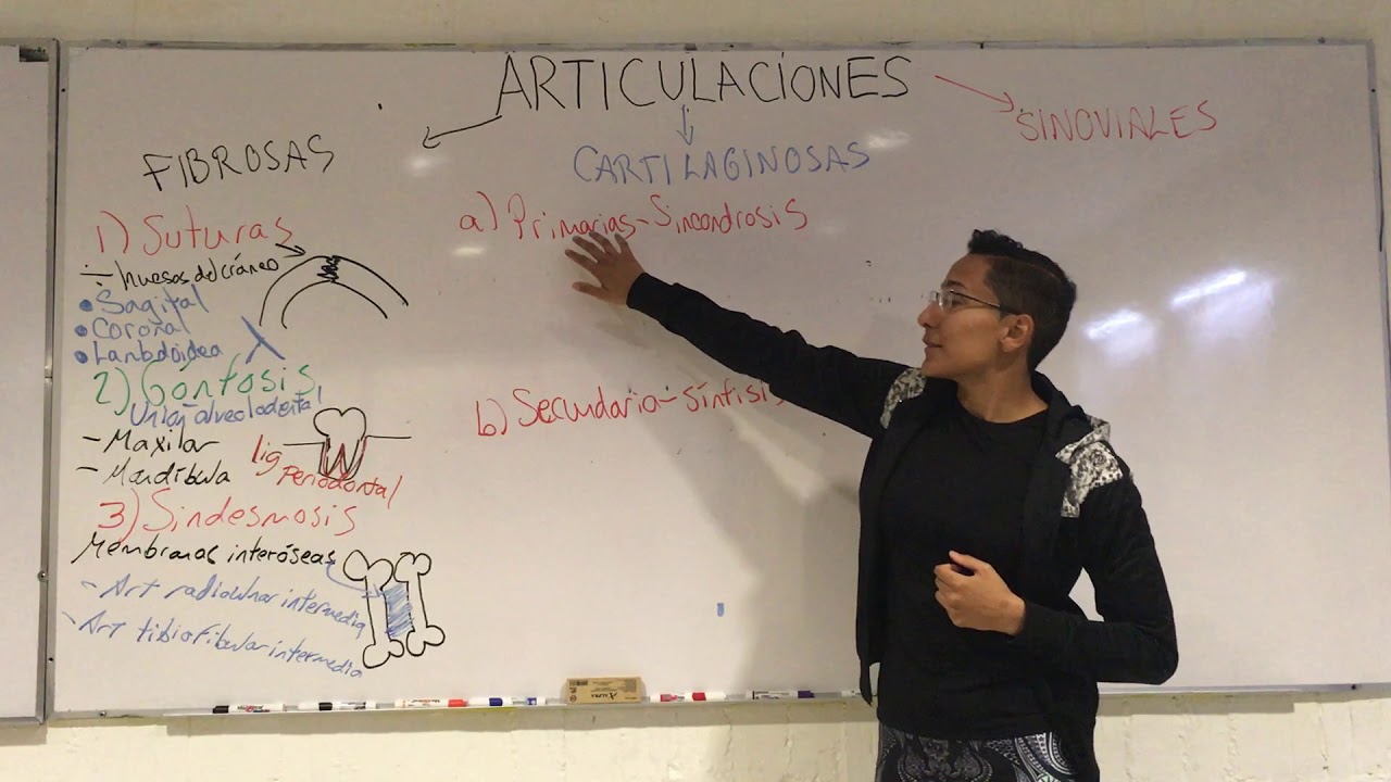 Articulaciones: generalidades y clasificación (fibrosas, cartilaginosas y sinoviales)