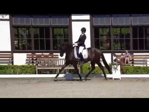 Dressurhengste Schleier Verkaufspferd Laurencio Schafhof Kronberg Juni2019