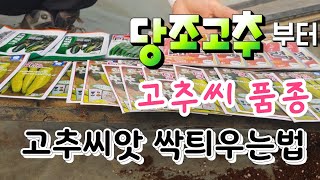 당조고추 고추씨앗 싹띄우는법 고추씨앗 파종시기# How to sow pepper seeds