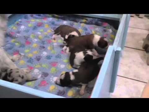 E- litter of Silent Storm  11 and 12 days