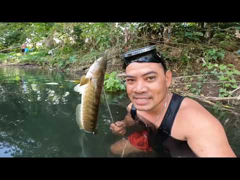 malalaking Dalag ang huli SA ilog Ng Tuy dam.