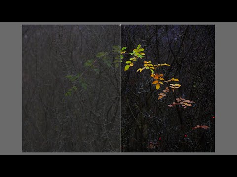 Editing moments with darktable. Episode 37: Last autumn leaves