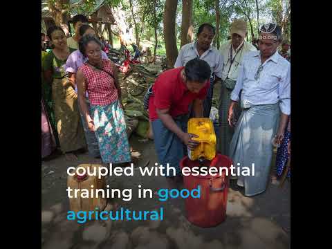 How life-saving agricultural support is helping communities rebuild in Myanmar
