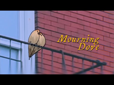 Mourning Dove - Theo Kandel
