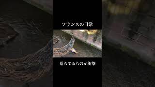 【フランスの日常】ほんまにフランスって色んなものが落ちてんす、、#france #francelife #フランス #フランスの日常 #コルマール #フランス暮らし #フランス観光 #フランス旅行