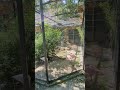 Andean And Puna James S Flamingo Aviary And Lesser Flamingo Aviary At Zoo Berlin July 2023