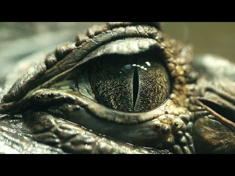 DeuCe MCG - Big Gator (Freestyle) - ft. King Lil One x Oso-74 x BdoubleOG MCG [#ConcreteJungle3]