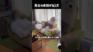 悪女の素質がある愛犬 #グレートピレニーズ #大型犬 #愛犬 #かわいい犬 #greatpyrenees