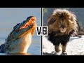 Nile Crocodile Vs Barbary Lion The HONEST Truth