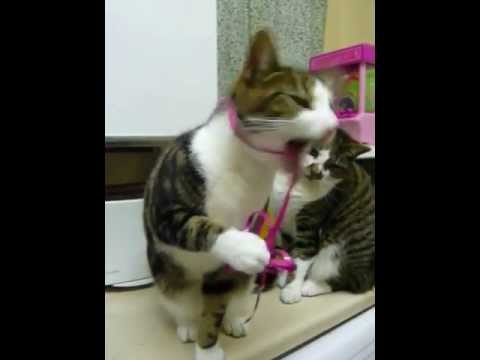 Cat playing with parcel bow