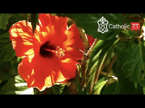 Daily Reflection 🇹🇹🇹🇹: Tuesday October 11, 2022 (Weekday In Ordinary Time)